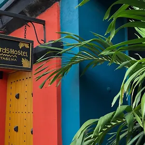 Birds , Cartagena Colombia